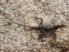 Psammophilus dorsalis