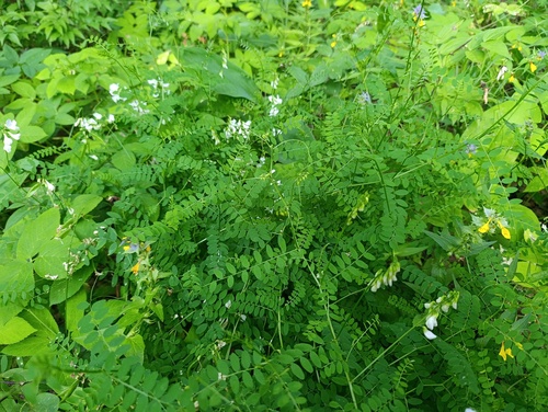 Vicia sylvatica, photograph 3