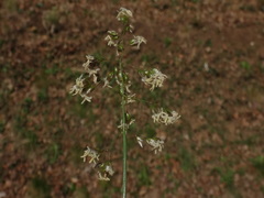 Anthoxanthum australe