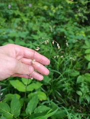 Melica nutans