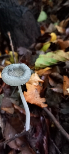 hare's foot inkcap