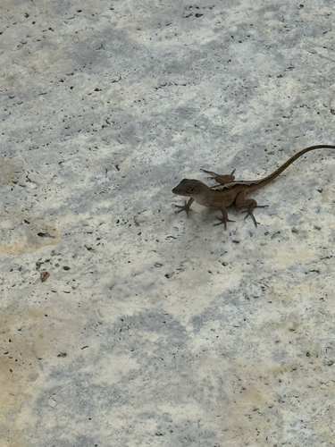 Brown Anole