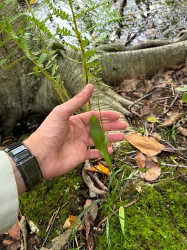 small green wood orchid