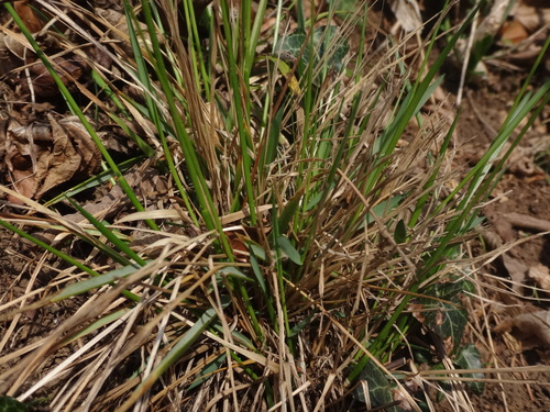 Anthoxanthum australe (Anthoxanthum australe)