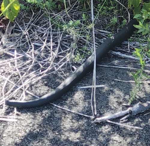 North American Racer