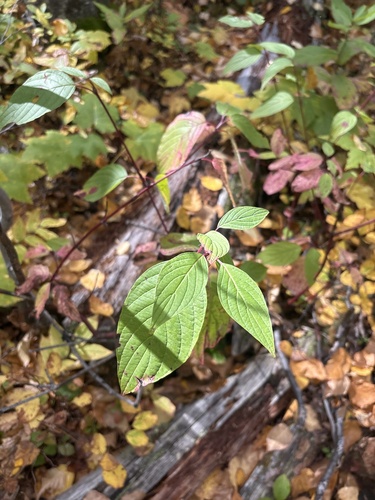 red osier dogwood