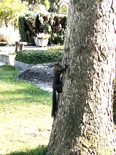 Eurasian Red Squirrel