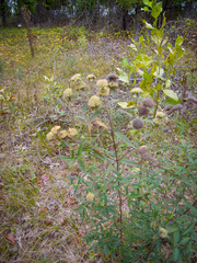 Pycnanthemum verticillatum