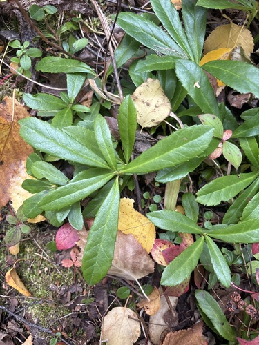 pipsissewa
