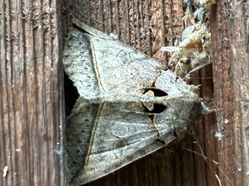 Black Bit Moth