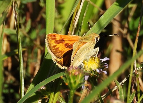 Woodland Skipper