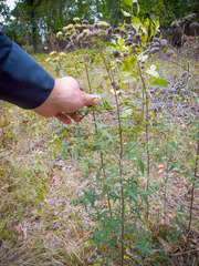 Pycnanthemum verticillatum