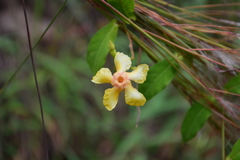 Mandevilla subsagittata