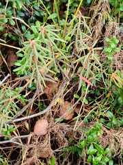 Rhododendron tomentosum