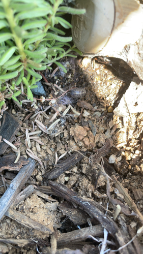 Common Pill Woodlouse