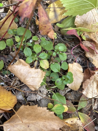 Twinflower