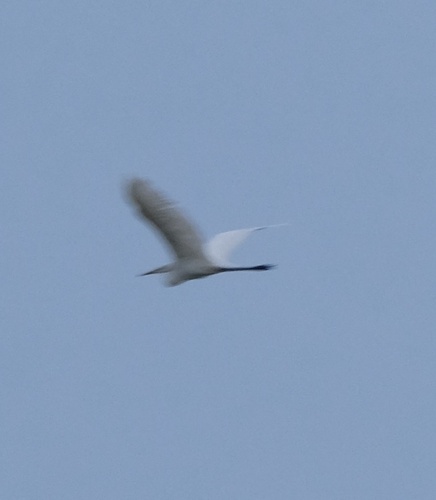 Great Egret