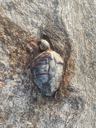 Loggerhead Sea Turtle