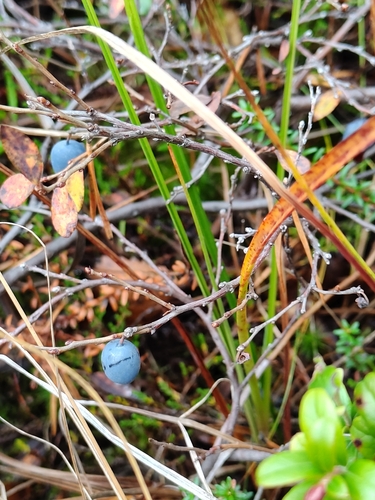 Vaccinium uliginosum, photograph 2