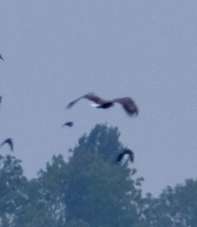 White-tailed Eagle