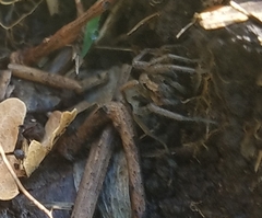Camptocosa parallela