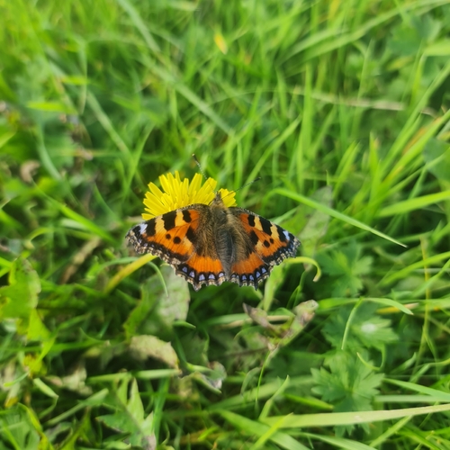 Small Tortoiseshell