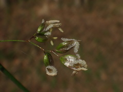 Anthoxanthum australe