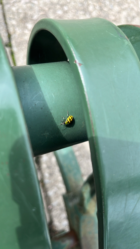 Spotted Cucumber Beetle