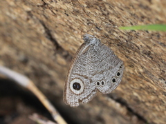 Ypthima striata