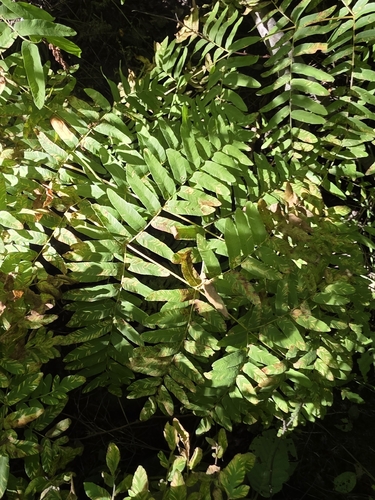 American Royal Fern