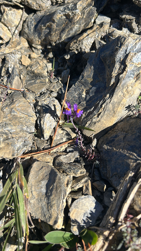Alpine Toadflax