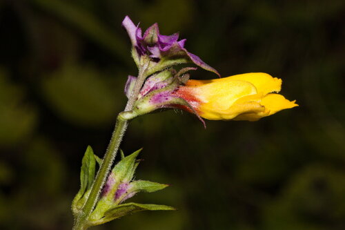 Melampyrum polonicum (Melampyrum polonicum)