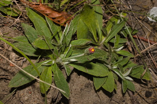 Pilosella officinarum, photograph 3