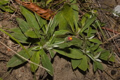 (c) Bobo-X, some rights reserved (CC BY) Pilosella officinarum, photograph (c) Bobo-X, some rights reserved (CC BY)