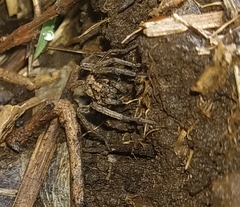 Camptocosa parallela