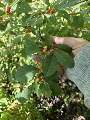 winterberry holly