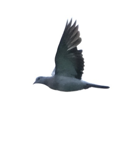 Stock Dove
