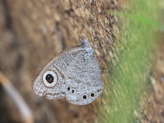 Ypthima striata