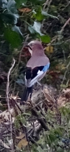 Eurasian Jay