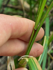 (c) Daniel J. Layton, some rights reserved (CC BY) Carex trichocarpa, photograph (c) Daniel J. Layton, some rights reserved (CC BY)