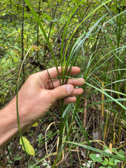 (c) Daniel J. Layton, some rights reserved (CC BY) Carex trichocarpa, photograph (c) Daniel J. Layton, some rights reserved (CC BY)