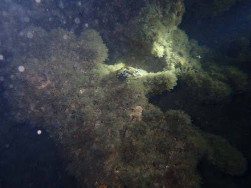 Parribacus antarcticus observed 2026-09-11