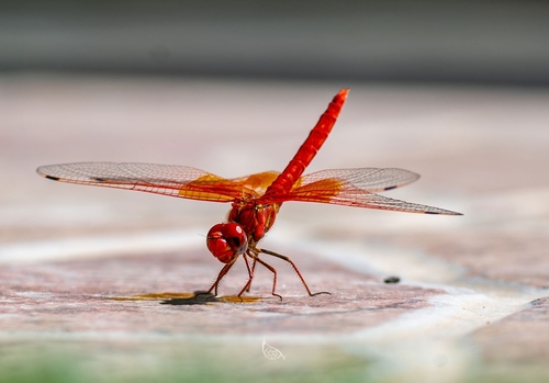 Orange-winged Dropwing