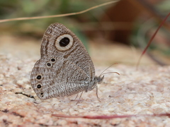 Ypthima striata