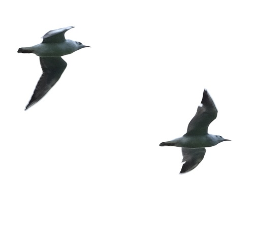 Black-headed Gull