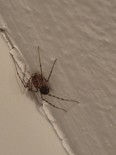 Common Spitting Spider