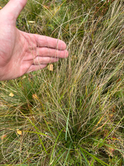 Nardus stricta