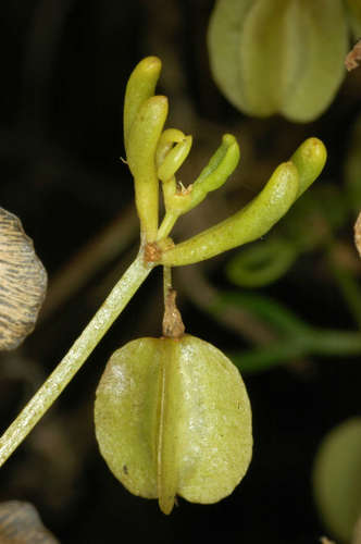 Roepera eremaea (Roepera eremaea)
