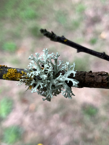 Oakmoss
