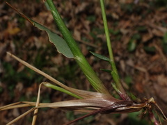 Anthoxanthum australe